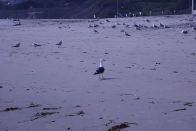 DSC_2209 (Large).JPG